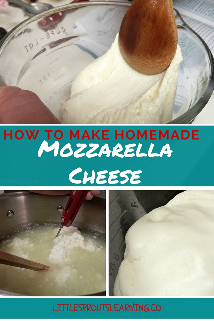 How to Make Homemade Mozzarella Cheese Little Sprouts Learning