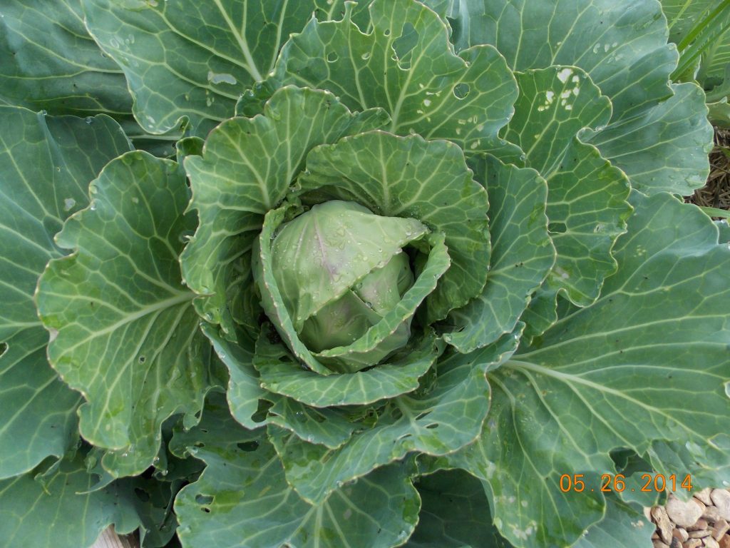 8 Vegetables You Can Plant in Winter in Oklahoma