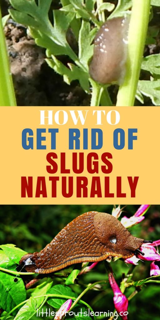 How to Get Rid of Slugs Naturally