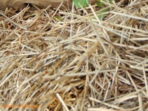 Preparing Gardens for Spring-Without Tilling