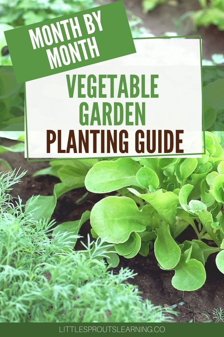 VEGETABLES MONTH BY MONTH PLANTING GUIDE visual data 2