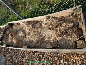 How to Mulch your Garden for Free