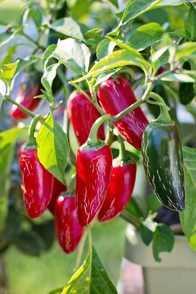 9 Ways to Use Excess Hot Peppers from the Garden