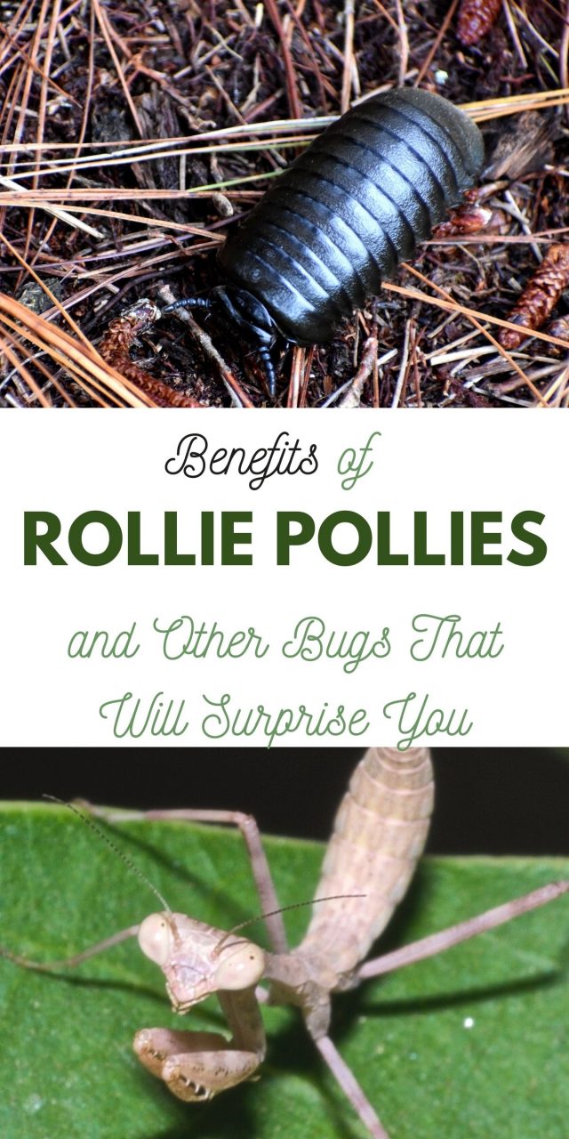Benefits of Rollie Pollies and Other Bugs That Will Surprise You