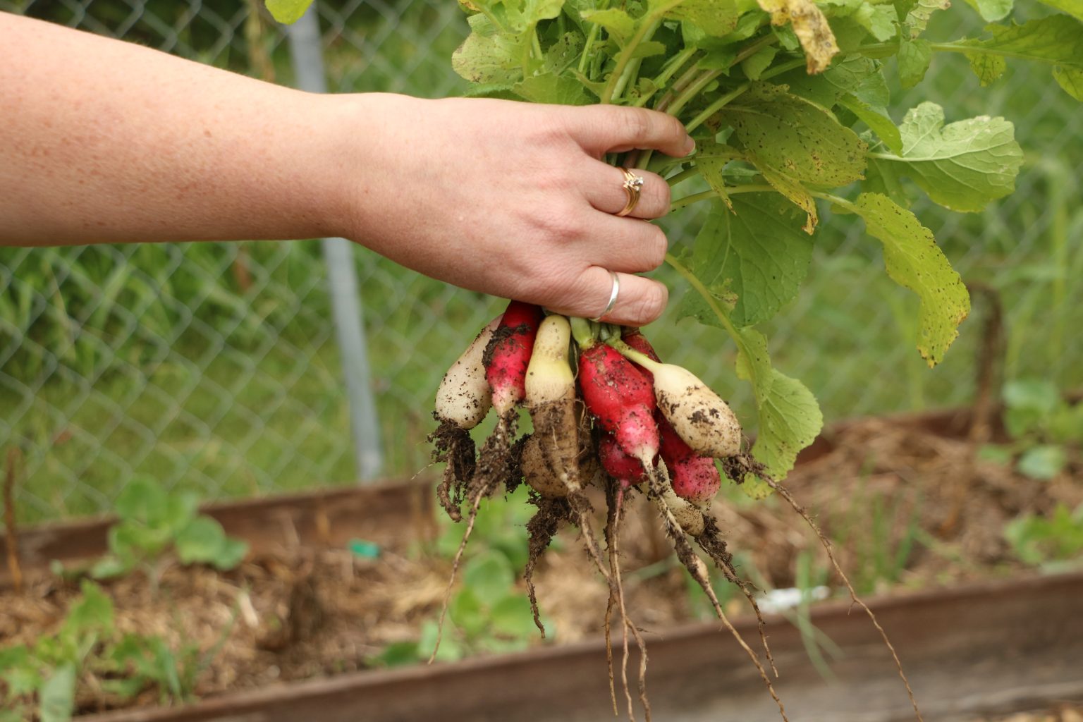 growing-radishes-in-containers-little-sprouts-learning