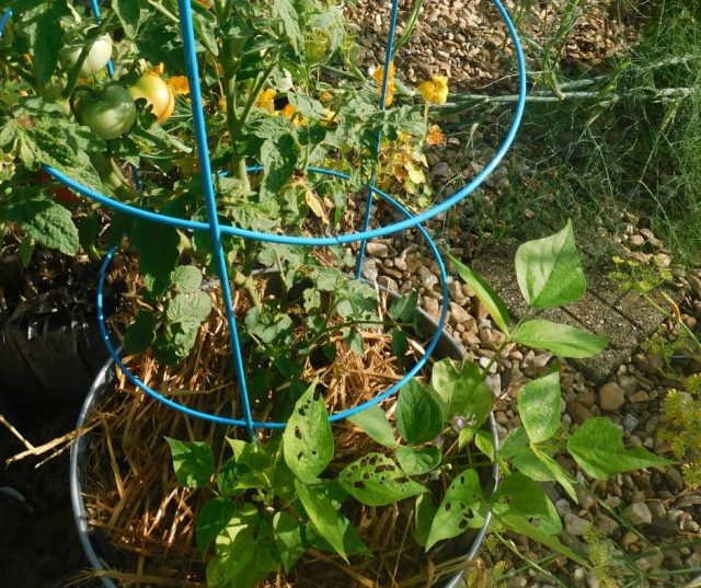 Bucket Gardening 101 How to Grow Food in a BucketLittle Sprouts