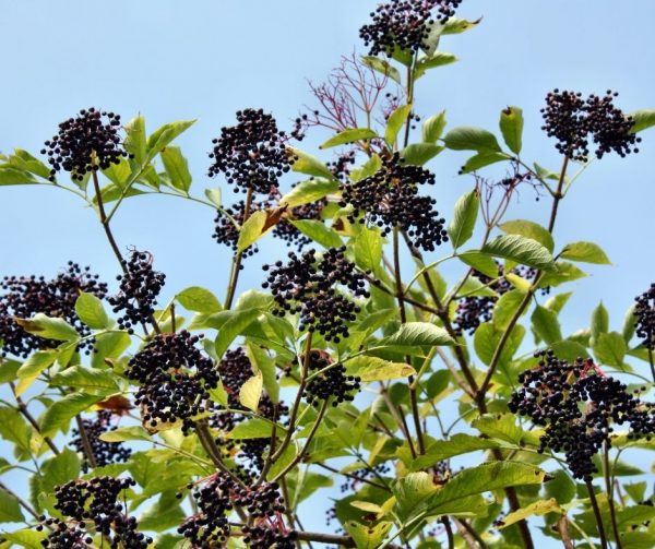 eating raw elderberries