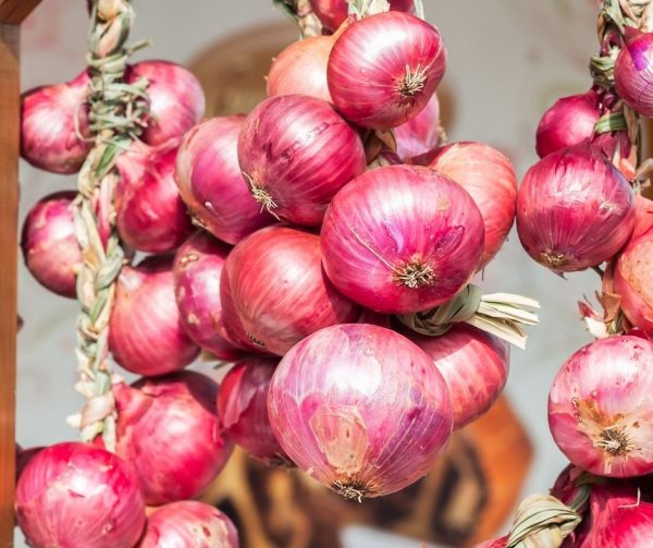 What to do with Excess OnionsLittle Sprouts Learning