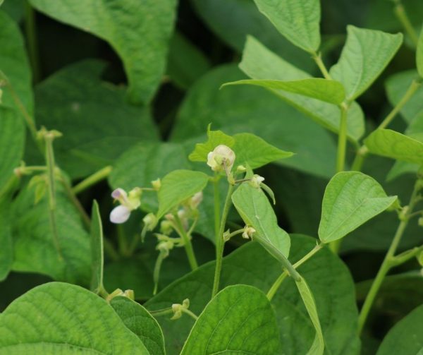 Green bean companion plants