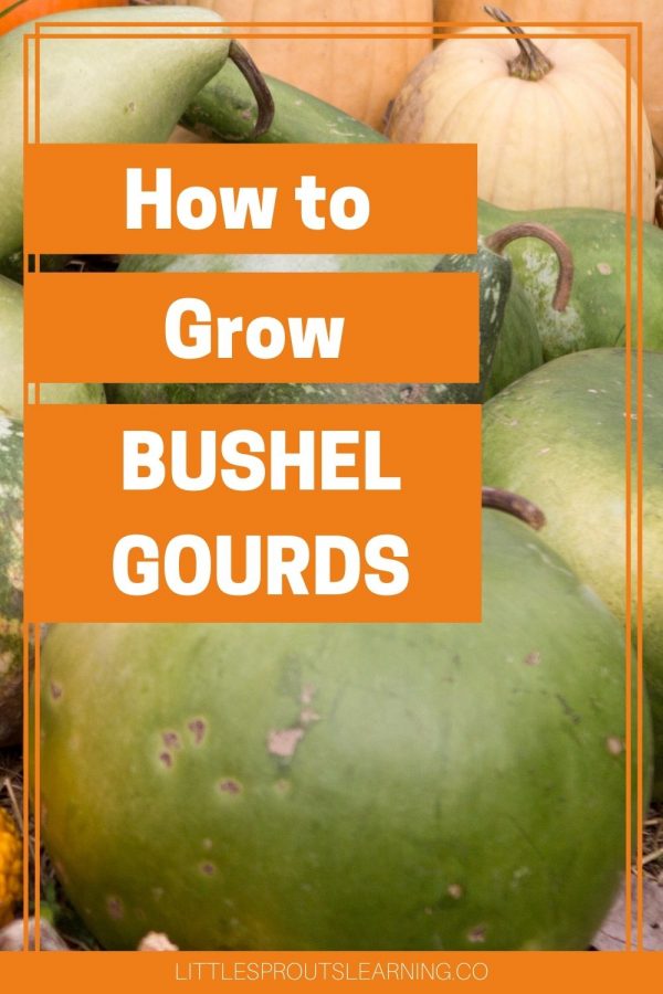 How to Grow Bushel GourdsLittle Sprouts Learning
