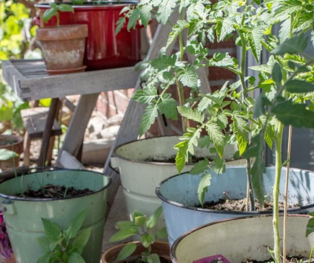 Tomato Companion Planting