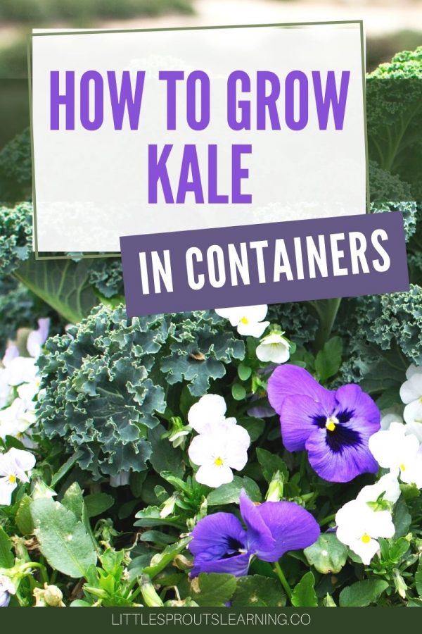How to Grow Kale in ContainersLittle Sprouts Learning