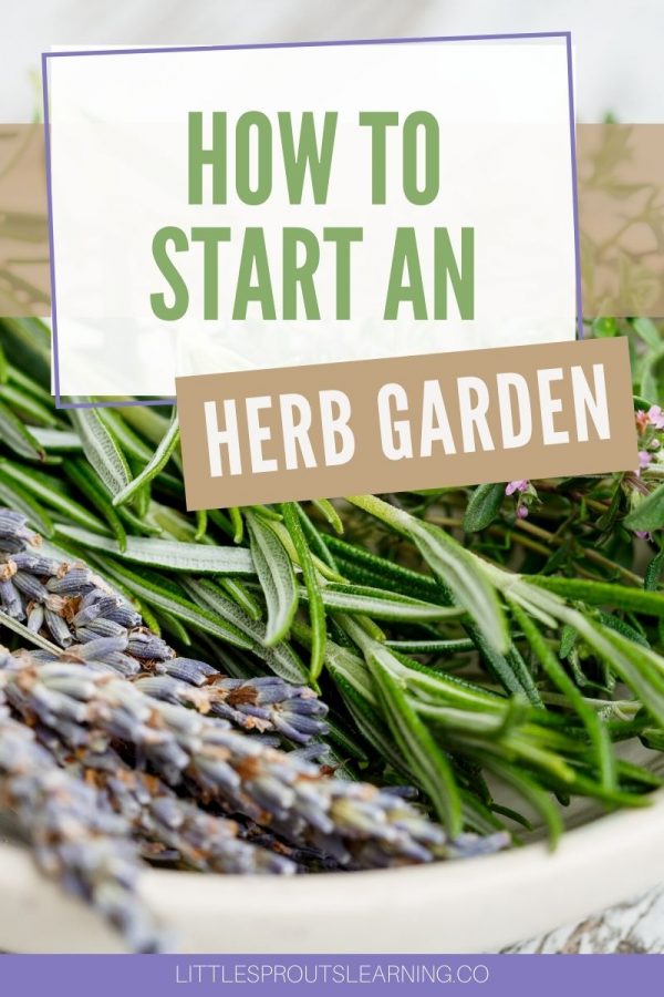 How to Start an Herb GardenLittle Sprouts Learning