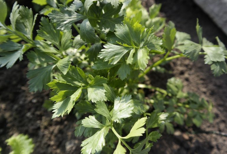 How to Grow Italian ParsleyLittle Sprouts Learning