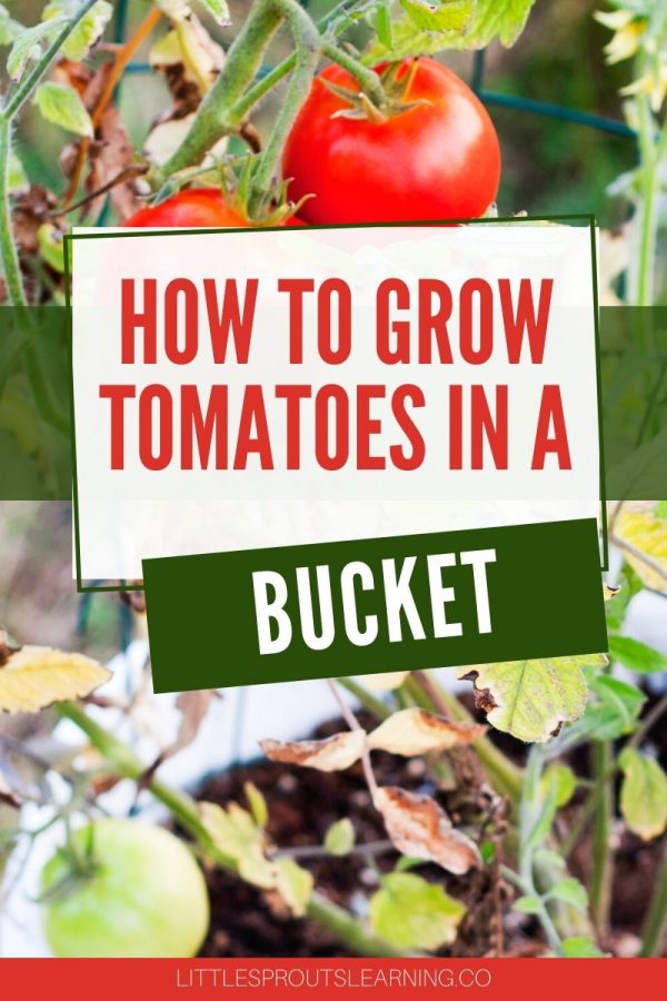 How to Grow Tomatoes in a BucketLittle Sprouts Learning